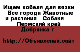 Ищем кобеля для вязки - Все города Животные и растения » Собаки   . Пермский край,Добрянка г.